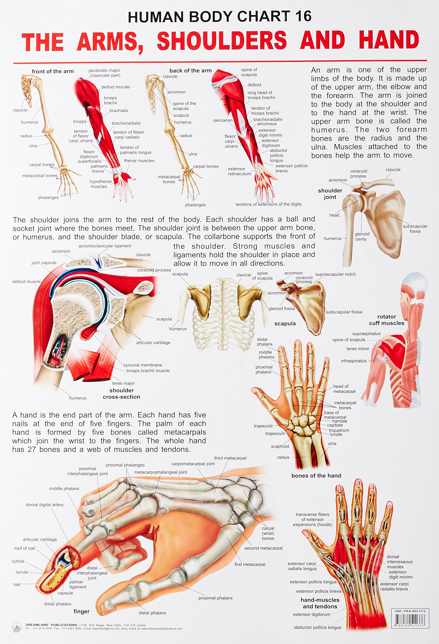 Chart – Human Body (The Arms,Shoulders and Head) | M.D. Gunasena