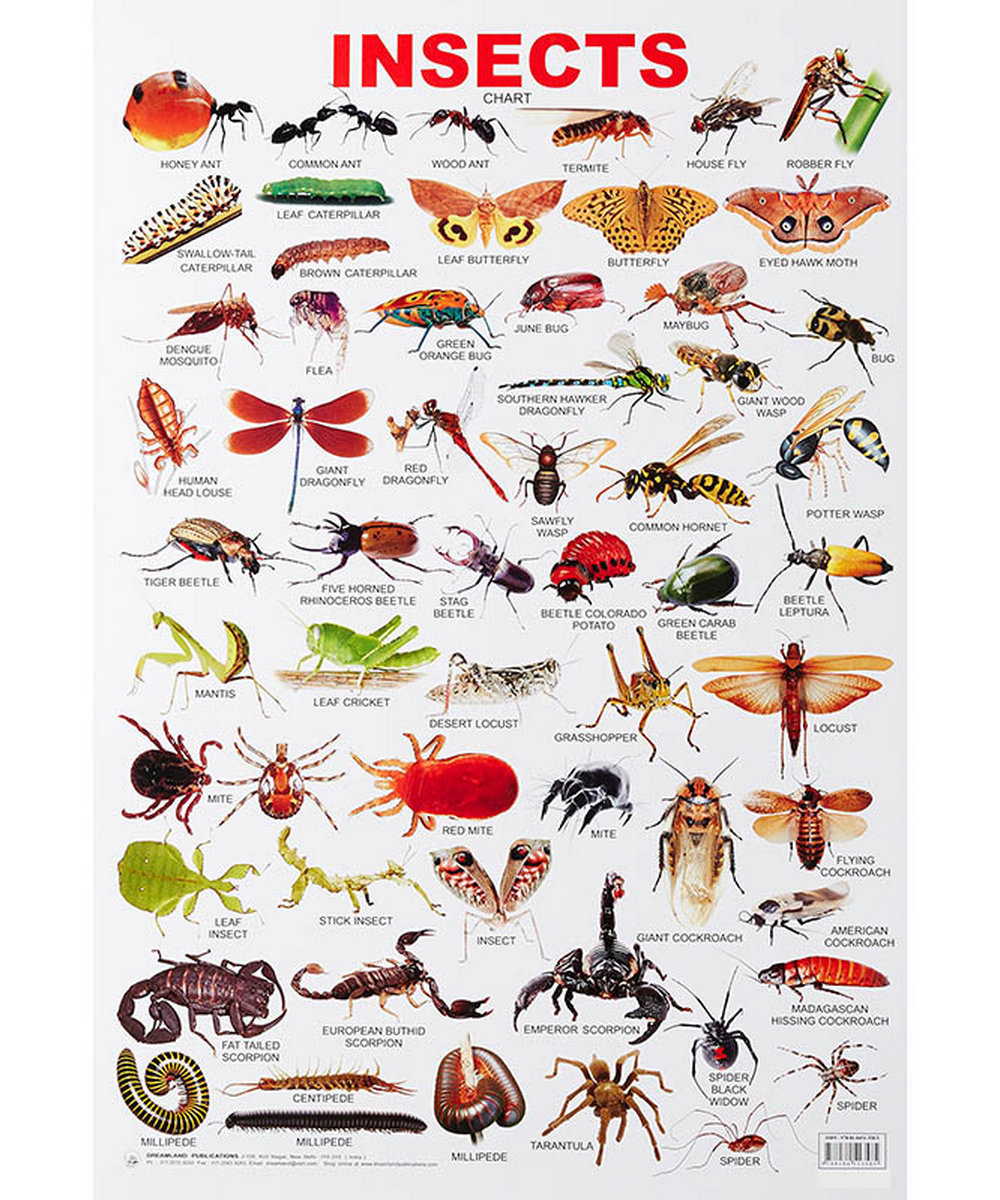 Insects Chart Wall Chart Indian Book Depot Map House - vrogue.co